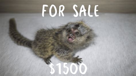 Monkey For Sale: Buying A Pet Monkey - Ollie The Monkey