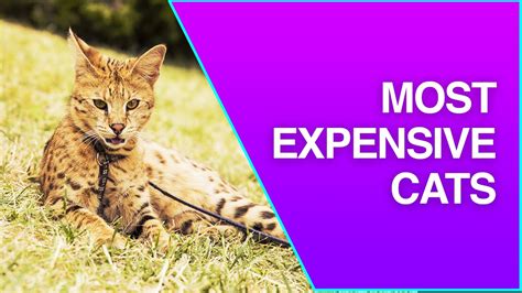 Top 5 Most Expensive Cats In The World 2022 YouTube