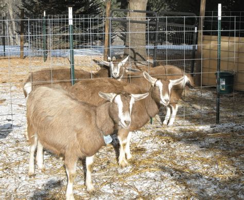 Toggenburg Goat Moderate Milk Producers For Homesteads