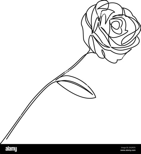 Share 147 Rose Drawing Photo Latest Vn