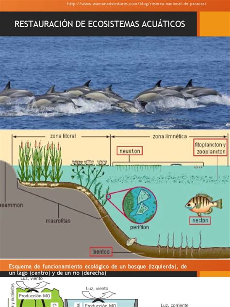 Restauración De Ecosistemas Acuáticos Pdf Ecosistema Mangle