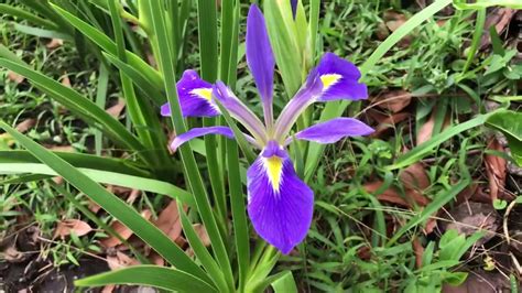 Florida Garden Walking Iris Blue Flag Iris Pentas Lantana Crotons Youtube