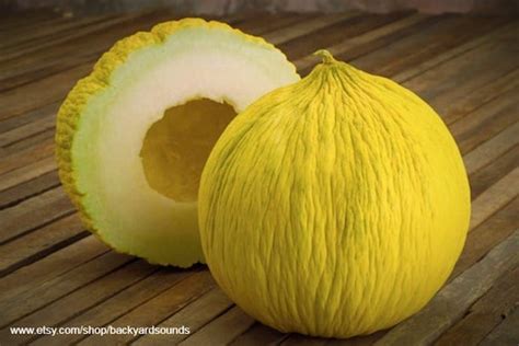 Heirloom Casaba Melon Seeds Golden Beauty Etsy