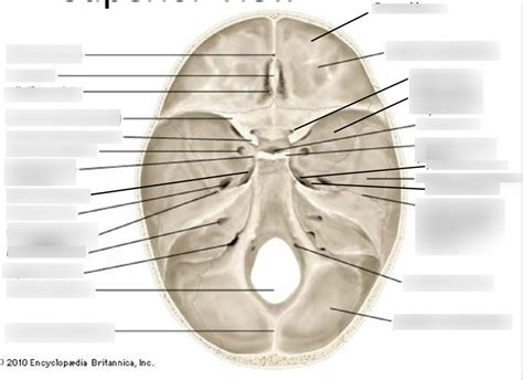 Skull Anatomy Superior View Diagram Quizlet