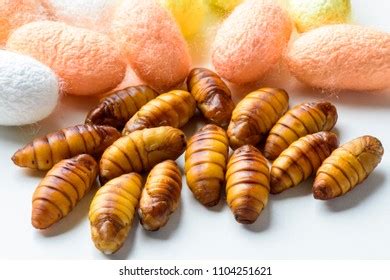 Maw Worm Images Stock Photos Vectors Shutterstock