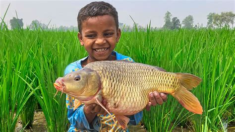 Amazing Big Fish Catching By Hand Traditional Big Fish Catch By Hand