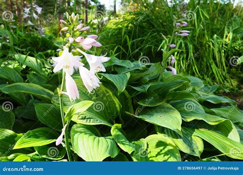 Hosta Plantaginea The Fragrant Plantain Lily Or August Lily Is