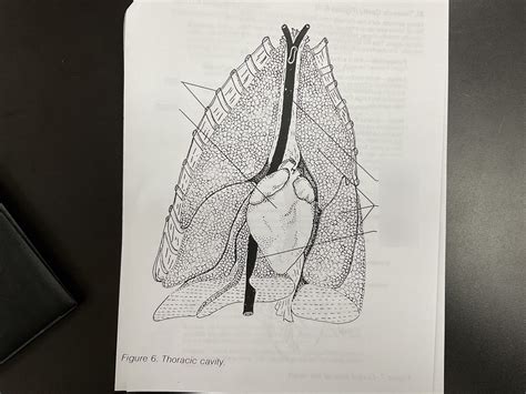 thoracic cavity Diagram | Quizlet