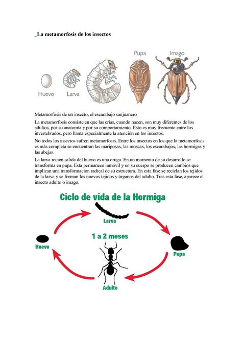 Calaméo La Metamorfosi