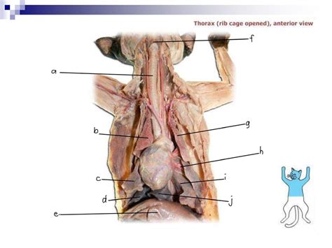 Cat Respiratory System Diagram Quizlet