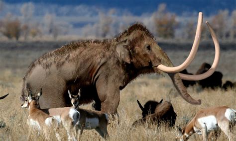 Columbian Mammoth - DAVE TAYLOR'S WILDLIFE