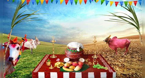 Pongal Makes This Multi Day Harvest Festival Special Times Of