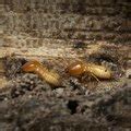 Borax Termite Treatment | Hunker