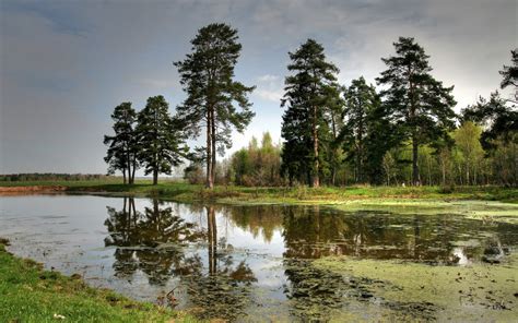 Fond D Cran Des Arbres Paysage Lac Eau La Nature Rive