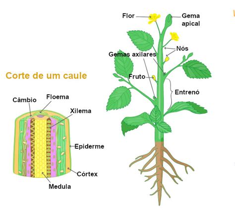 Vegetais De Caule Subterr Neos