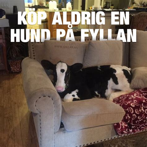 gillasnu roliga bilder och videoklipp