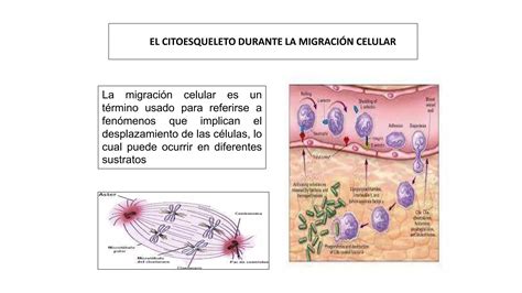 Matriz Citoplasm Tica Y Citoesqueleto Microt Bulos Organizaci N Y