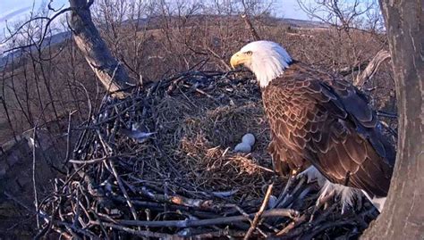 Bald Eagle Nest Cam Update Is Hatching Under Way Pennlive