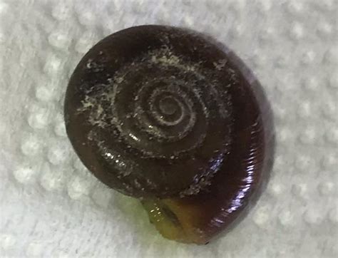 What species of snail is this? : r/snails