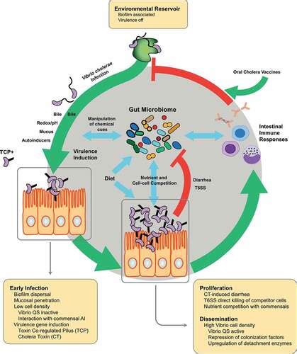 Full Article The Interface Of Vibrio Cholerae And The Gut Microbiome