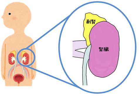 副腎疲労とは？病院での検査、症状、治療方法 京橋ウェルネスクリニック（宮澤医院）