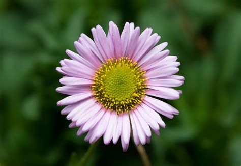 Erigeron Glaucus Wikipedia