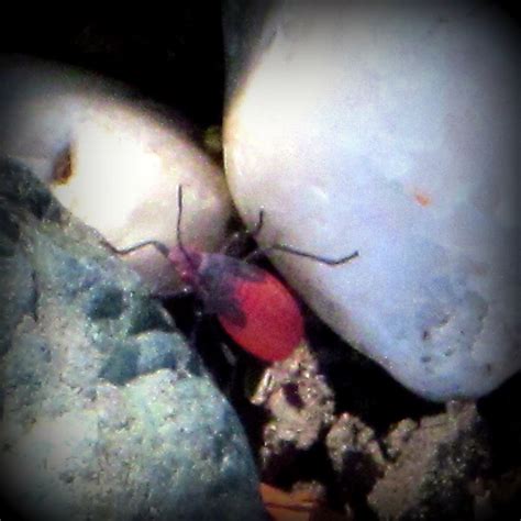 Box Elder Bugs Project Noah