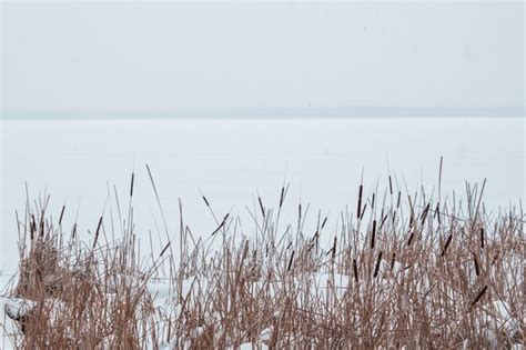 Premium Photo Reeds In The Snow On The Shore Of A Frozen River