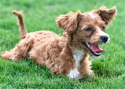 Meet Lucy Belle The Feisty Poodle With A Big Personality Is Up For