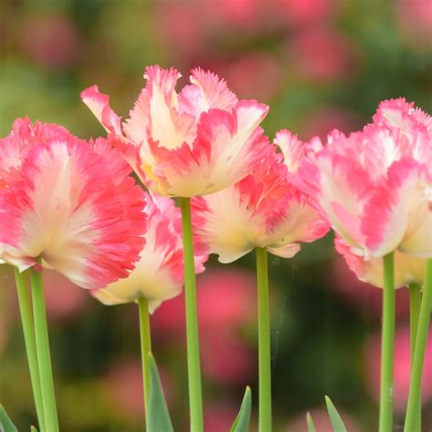 Tulipa Caribbean Parrot Tulip Caribbean Parrot Parrot In