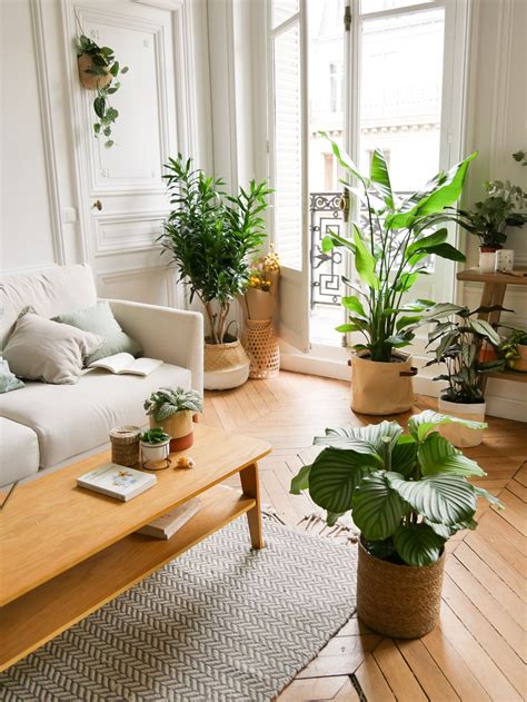 Cactus Garden Inspiration Potted Plants On Table