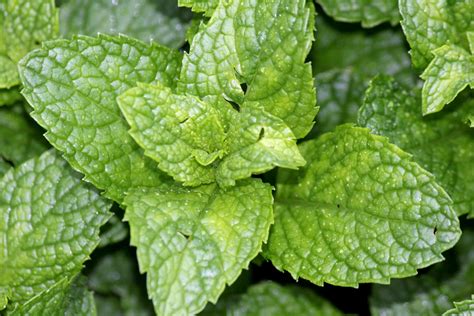 Mint Leaves Free Stock Photo Public Domain Pictures