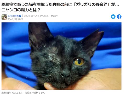 Yahooニュース 脳腫瘍で逝った猫を看取った夫婦の前に「ガリガリの野良猫」がニャンコ まねき猫ホスピタル院長 獣医師・石井万寿美