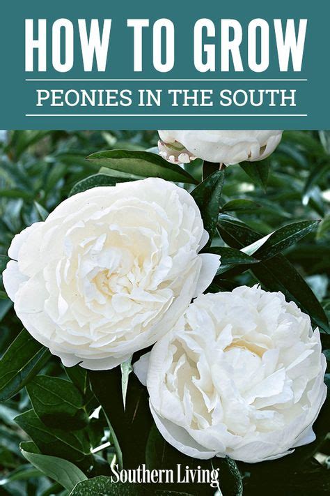 Top 10 how to grow peonies ideas and inspiration