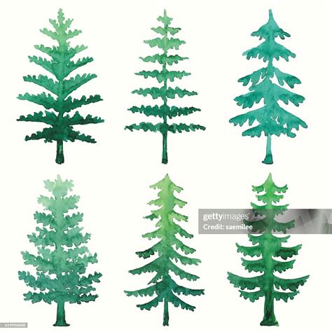 Watercolor Pine Trees High Res Vector Graphic Getty Images