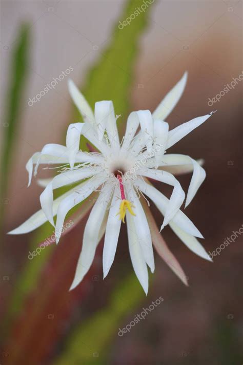 Epiphyllum Reina De La Noche Epiphyllum Oxypetalum