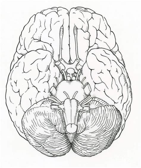 Cranial Nerve Drawing