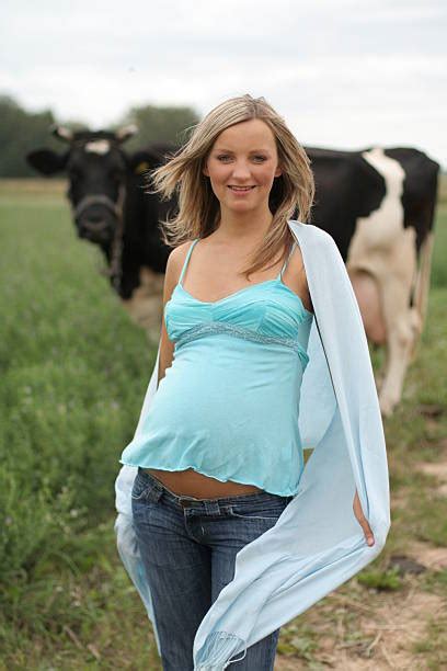 460+ Pregnant Cow Stock Photos, Pictures & Royalty-Free Images - iStock