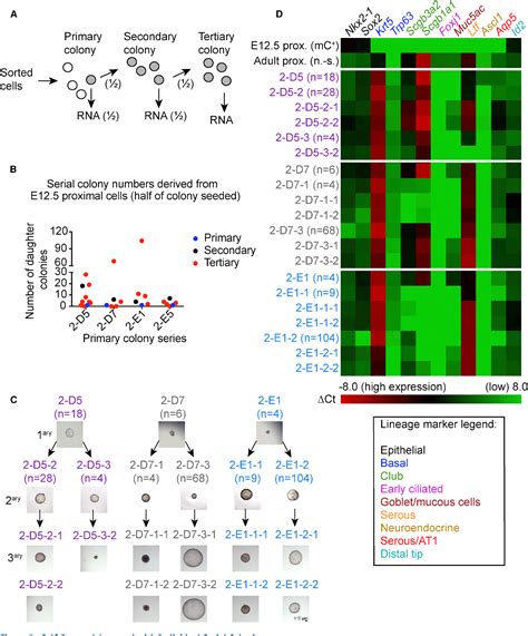 Figure 3 From Identification Of A Proximal Progenitor Population From