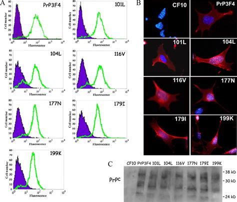 Expression Of Wild Type And Mutant Forms Of Prp C In Prp C Null Neural