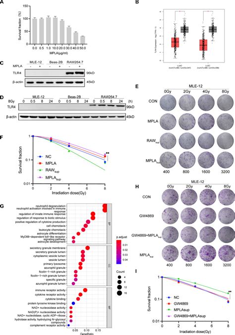 MPLA Promoted The Proliferation Of MLE 12 Cells By Activating TLR4 On