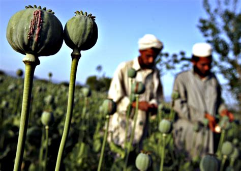 Afghanistan Set Record For Growing Opium In