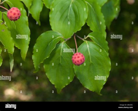 Fruits Of Kousa Dogwood Stock Photo Alamy