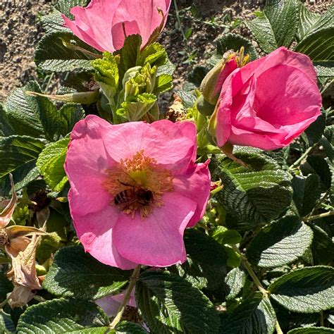 Fru Dagmar Hastrup Wild Rose Nursery