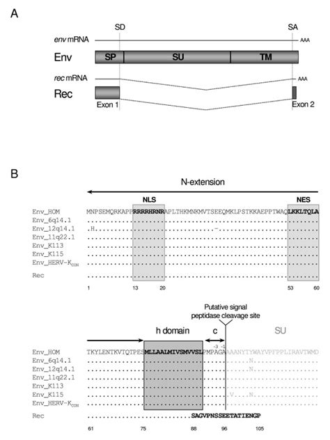 Comparison Of Herv K Hml Sp And Rec Sequences A Env Mrna Encodes