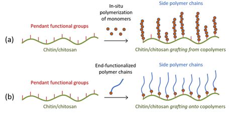 Schematic Representation Of The A Grafting From And B Grafting