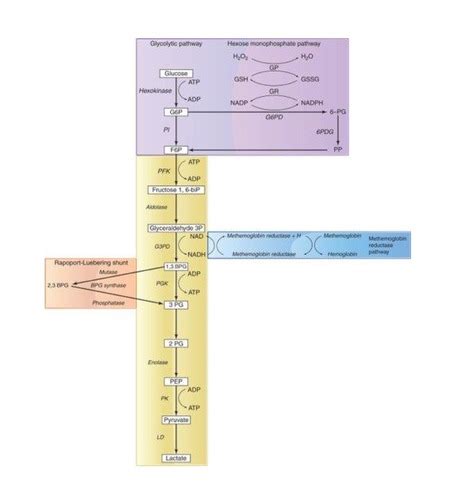 Hematology Module Flashcards Quizlet