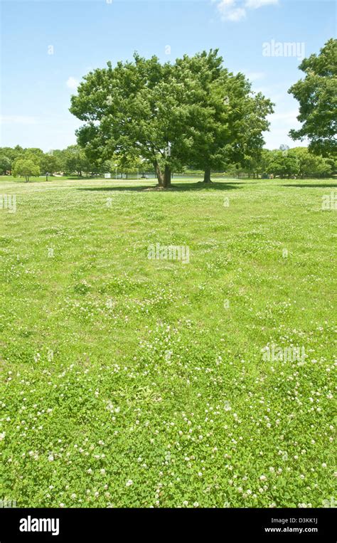 Trees and grassland Stock Photo - Alamy