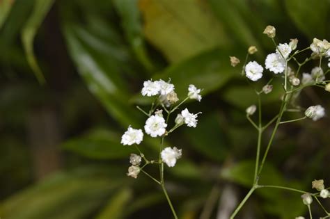 Gypsophila paniculata (Introduced) – eFlora of India