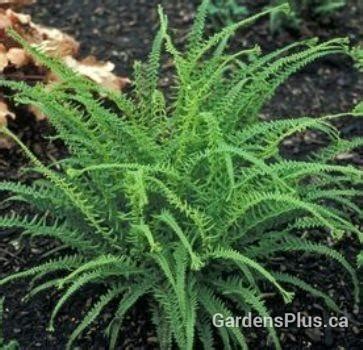 Photo Of The Entire Plant Of Lady Fern Athyrium Filix Femina Dre S